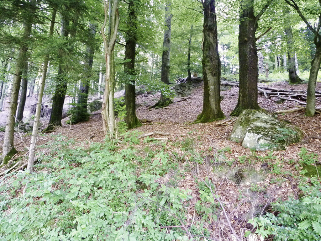Der Hexenwald am Berg Steupingen: Glaubt man dem
Echo vergangener Zeiten, kann man eine mystische Stimmung
vernehmen.