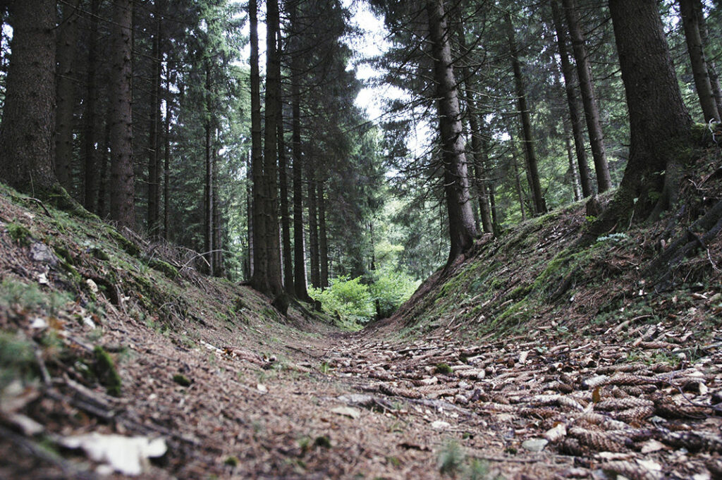 Tief schneiden die alten Trassen ihre Spuren durch den
Wald.