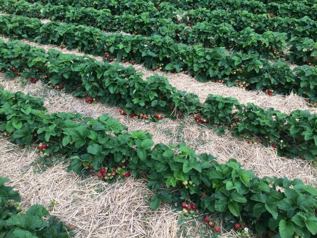 Sauerländer Erdbeeren