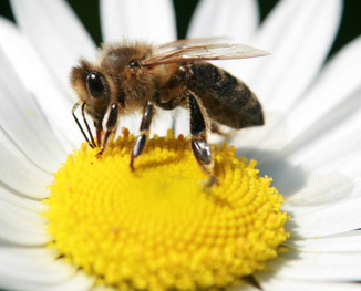 Was bedeutet Insektensterben für uns und unsere Umwelt? (Foto: Heidi Bücker) 