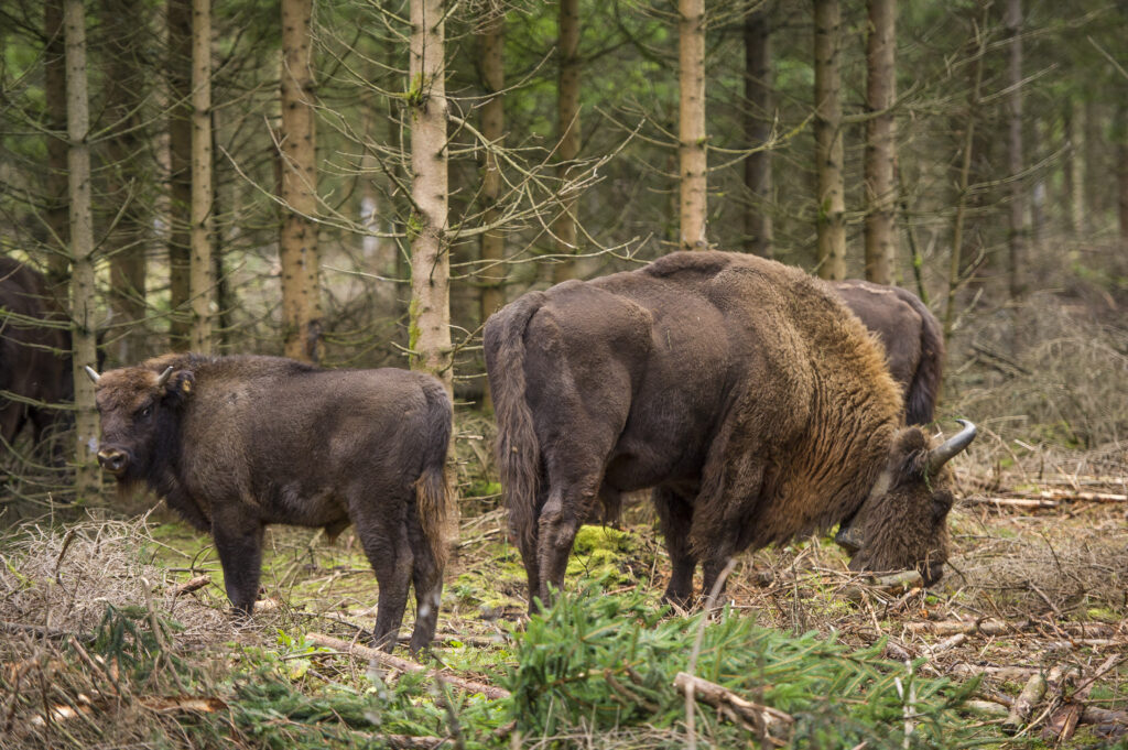 Frei lebende Wisent-Herde bei Schmallenberg-Schanze
Fotograf: Klaus-Peter Kappest
