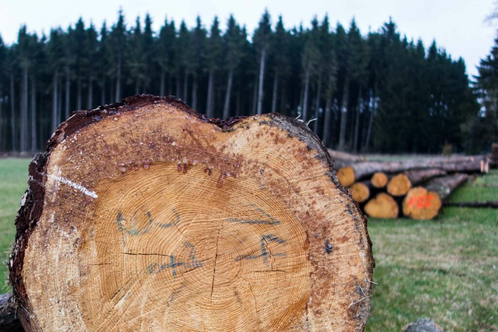 Vom Rohholz bis zum Recycling  Reichhaltige Wertschöpfungskette der Holzwirtschaft: Sägeindustrie ist wichtiges Bindeglied  