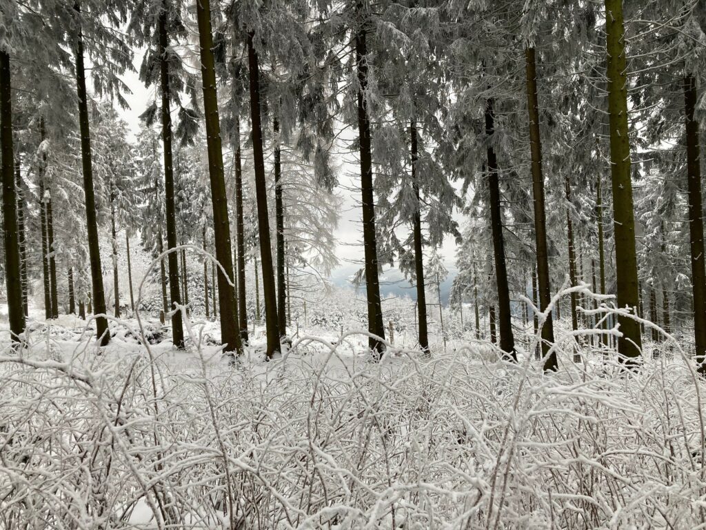 Foto: Wald und Holz NRW
