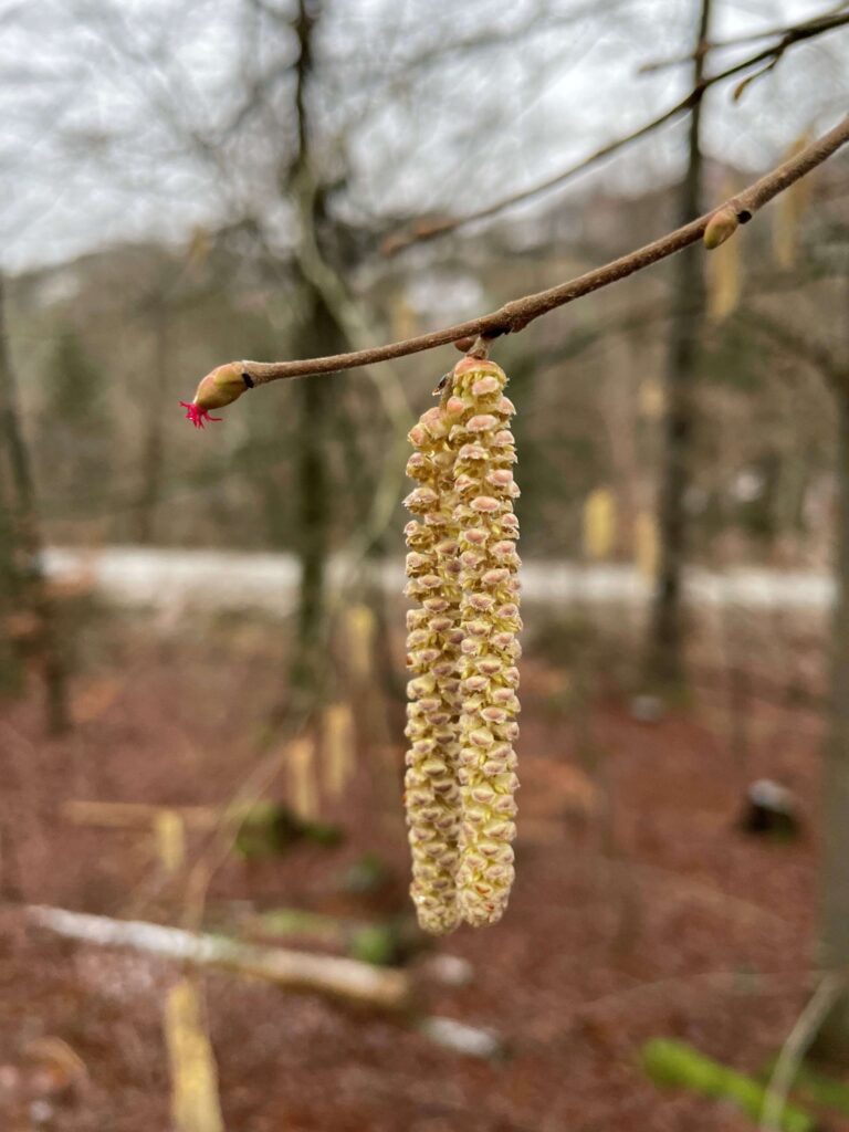 An der Gemeinen Hasel (Corylus avellana) erscheinen männliche und weibliche Blüten zugleich. (Jan Preller, Wald und Holz NRW) 